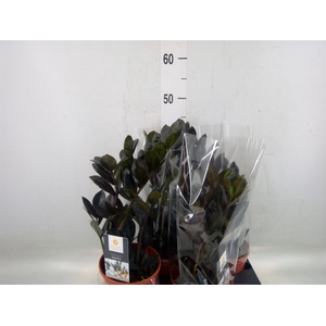 Zamioculcas zamiifolia 'Dowon'