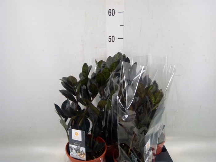 <h4>Zamioculcas zamiifolia 'Dowon'</h4>