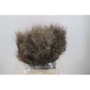 Euph Spinoza Medium 400gr P Bunch