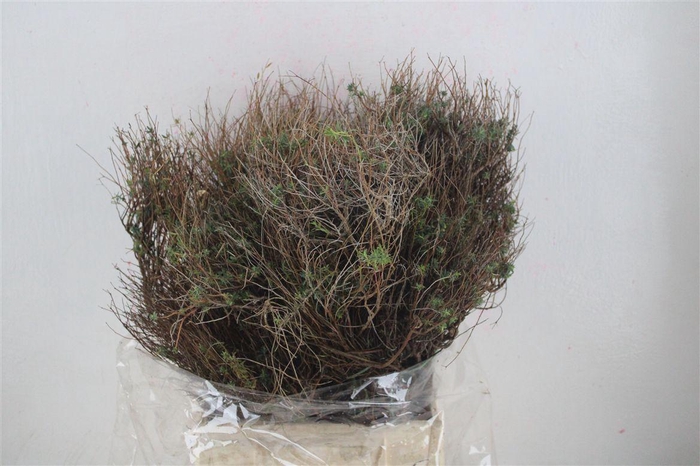 <h4>Euph Spinoza Medium 400gr P Bunch</h4>