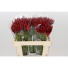 Nerine Lydia