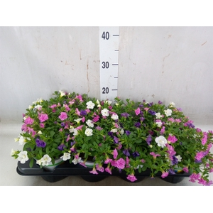 Calibrachoa  'Celebration'   .mix 3