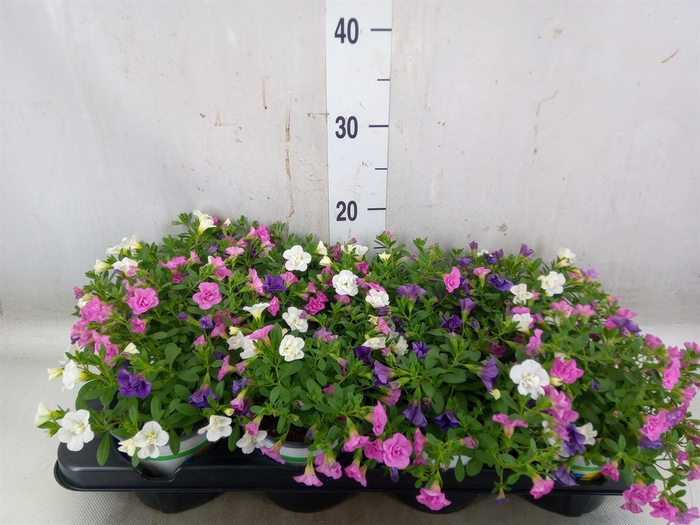 <h4>Calibrachoa  'Celebration'   .mix 3</h4>