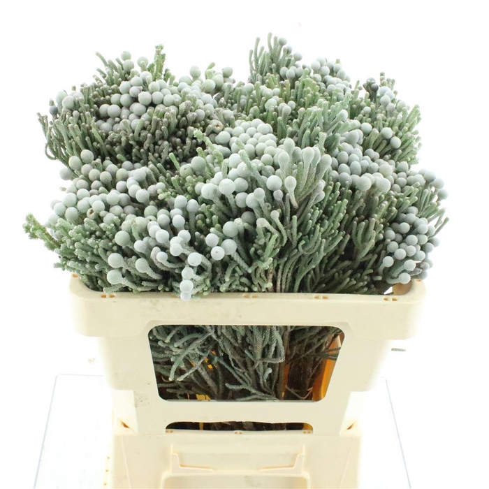 <h4>Brunia Silver</h4>