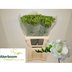 Freesia du Versailles