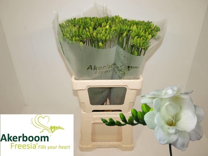 <h4>Freesia du Versailles</h4>