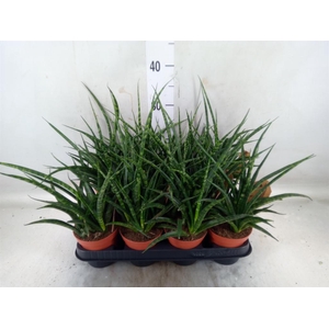 Sansevieria  'Fernwood'