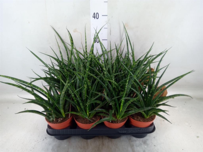 <h4>Sansevieria  'Fernwood'</h4>