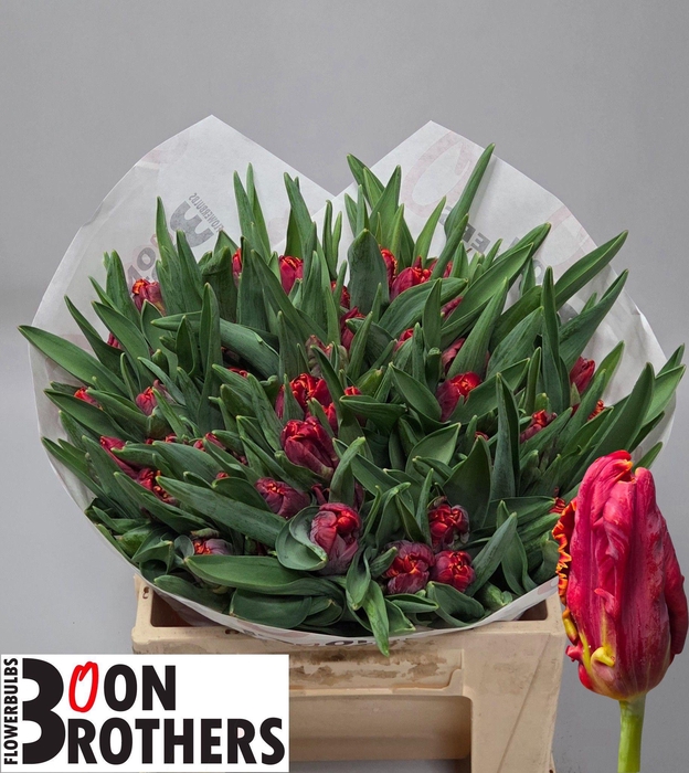 <h4>TU PA ABRACADABRA</h4>