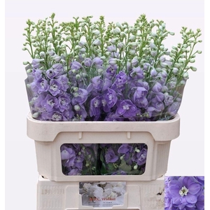 DELPH DU AURORA LAVE