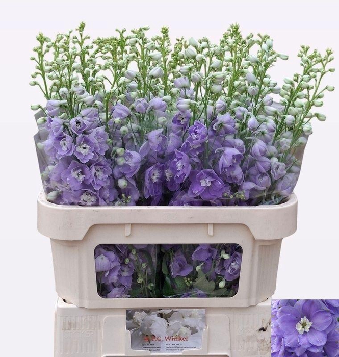 <h4>DELPH DU AURORA LAVE</h4>