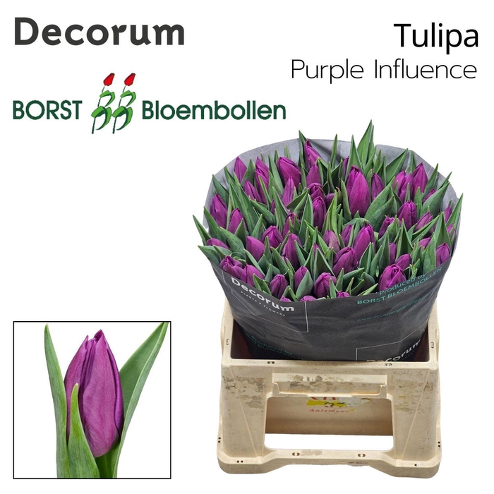 <h4>TU EN Purple Influence</h4>