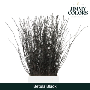 Betula L70 Black