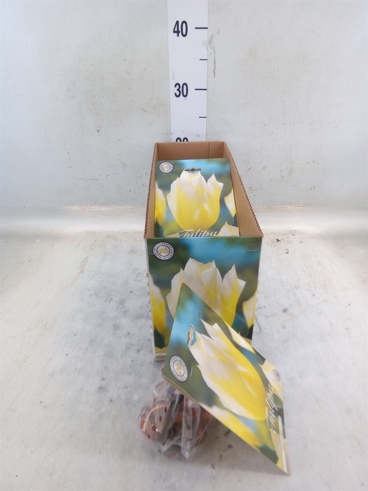<h4>Tulipa   ...flowerbulbs</h4>