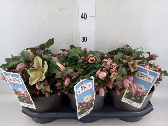 <h4>Helleborus  'Pirouette'</h4>