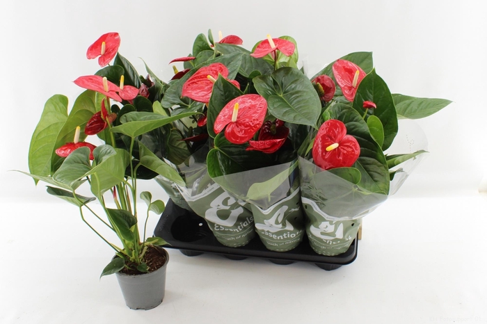 <h4>ANTHU AN TURENZA</h4>