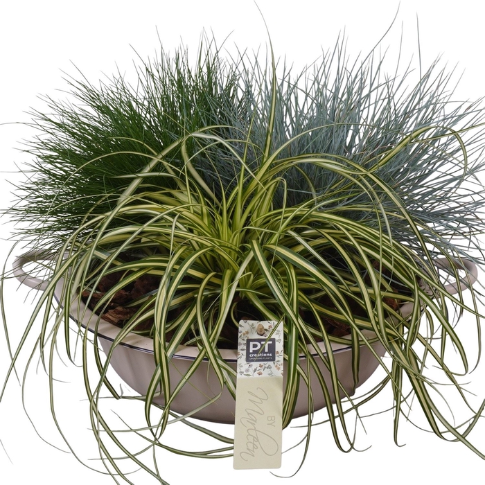 <h4>Arr.   Tuinplanten L%</h4>