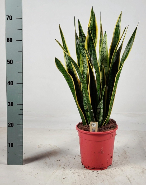 <h4>SANSEV LAURENTII</h4>