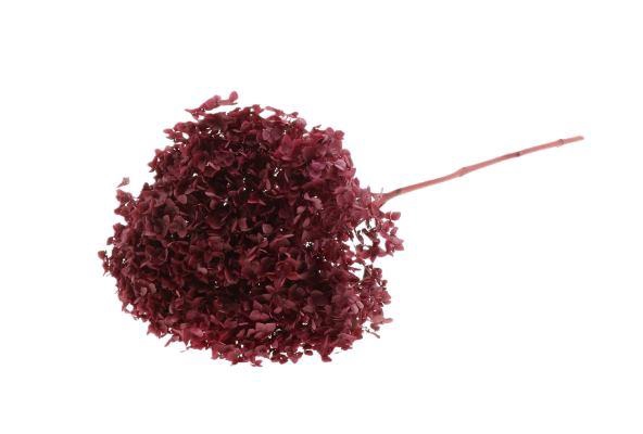 Branch Hydrangea L70D23