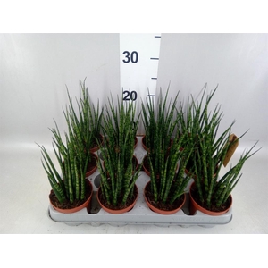Sansevieria 'Fernwood'