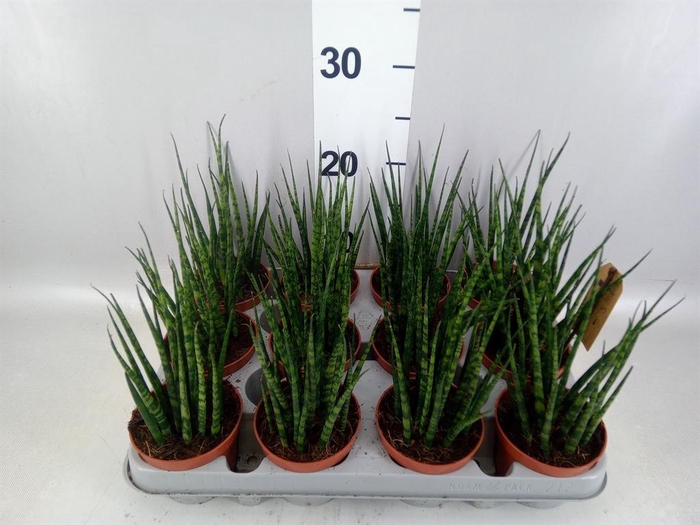 <h4>Sansevieria 'Fernwood'</h4>