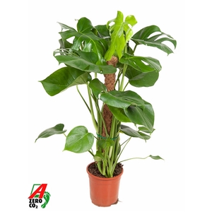 Monstera Deliciosa mosstok P19