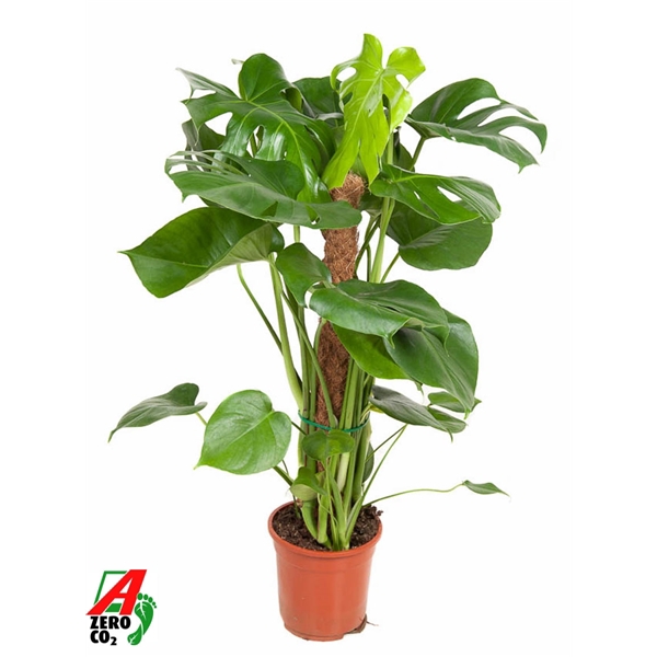 <h4>Monstera Deliciosa mosstok P19</h4>