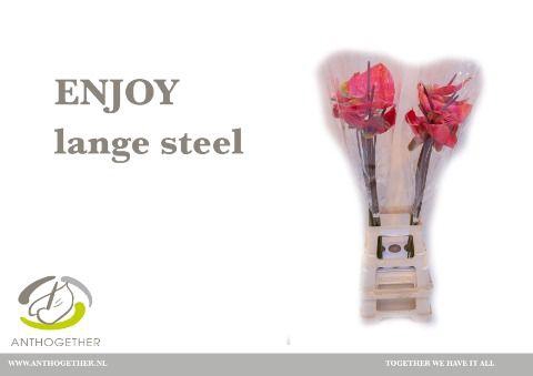 <h4>Anth A Enjoy</h4>