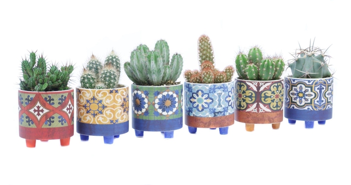 <h4>Cactus 8,5 cm in agadir sierpot</h4>