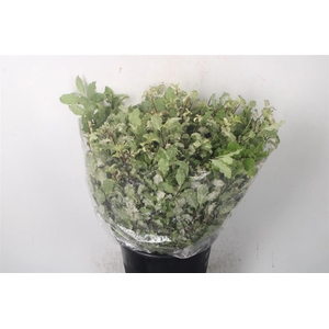 Pitto Neve Per Bunch