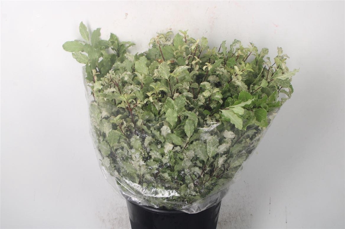 <h4>Pitto Neve Per Bunch</h4>