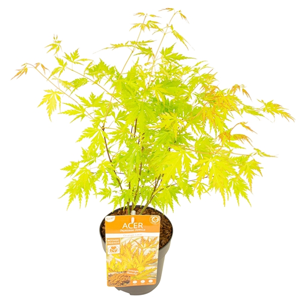 Acer palm. 'Orange Lace' ®