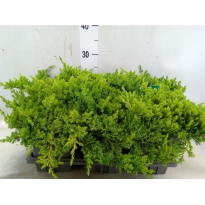 Juniperus procumbens 'Nana'