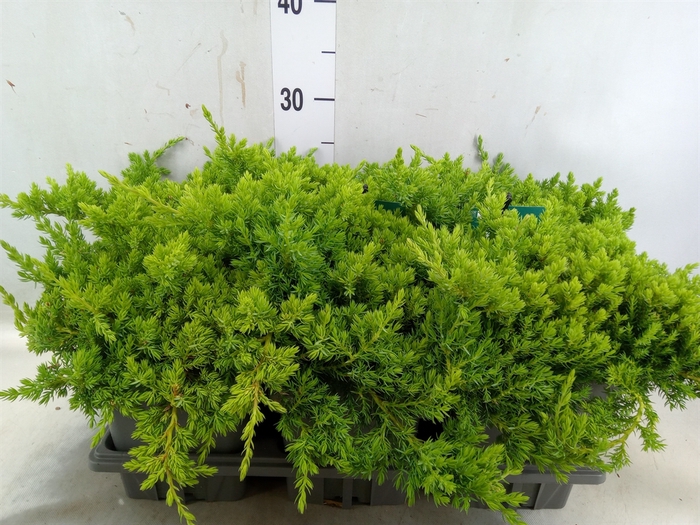 <h4>Juniperus procumbens 'Nana'</h4>