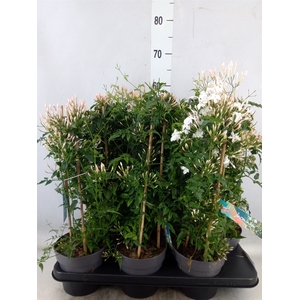 Jasminum polyanthum