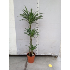 Dracaena fr de 'Warneckei'
