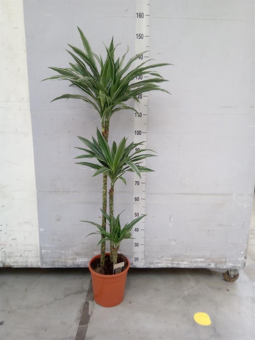 <h4>Dracaena fr de 'Warneckei'</h4>