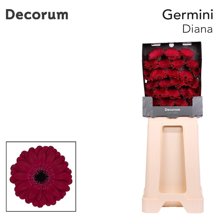<h4>Germini Diana Diamond</h4>
