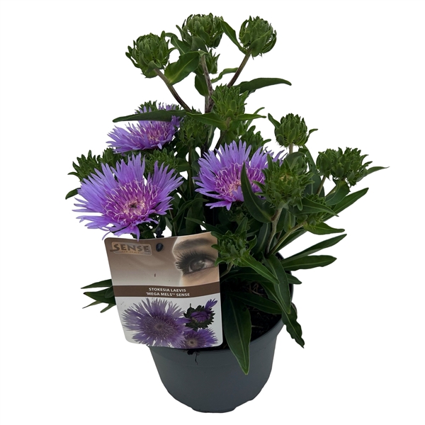 <h4>Stokesia laevis 'Mega Mels'® sense</h4>