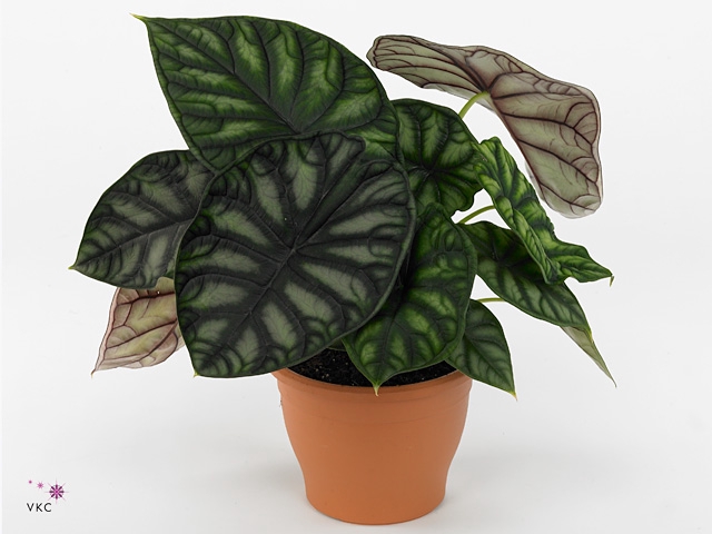 Alocasia  'Dragon Scale'