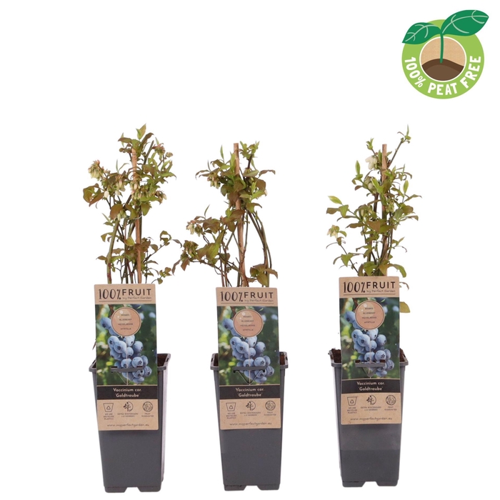 <h4>Vaccinium corymbosum Goldtraube 71</h4>