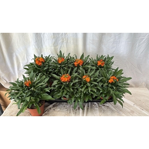 ERYS LEY ORANGE GLOW