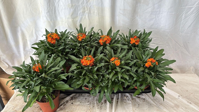 <h4>ERYS LEY ORANGE GLOW</h4>