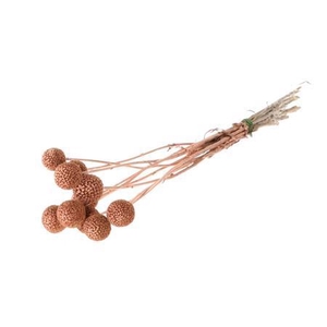 Dried Craspedia Copper Bunch Slv