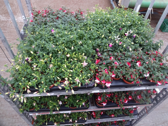 <h4>FUCHSIA MIXK</h4>