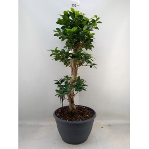 Ficus microcarpa 'Ginseng'