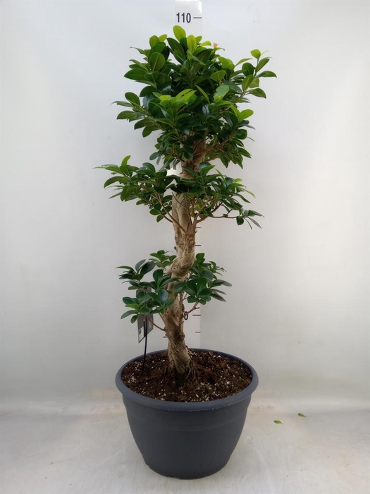 <h4>Ficus microcarpa 'Ginseng'</h4>