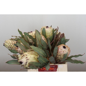 Protea Barbigera Ice Queen