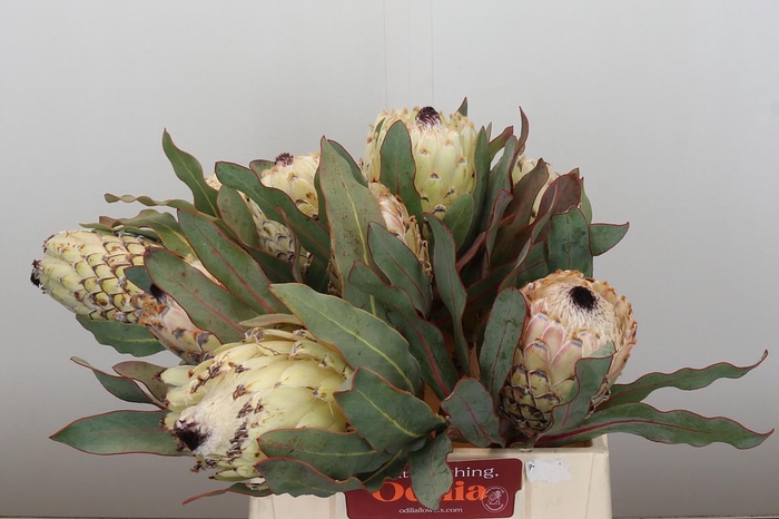 <h4>Protea Barbigera Ice Queen</h4>