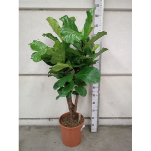 Ficus lyrata